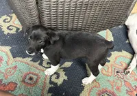 Goerge, a male Rat Terrier for sale in Romeo, MI – 3 of 7