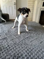 Tom, a male Chihuahua for sale in Romeo, MI – 4 of 4