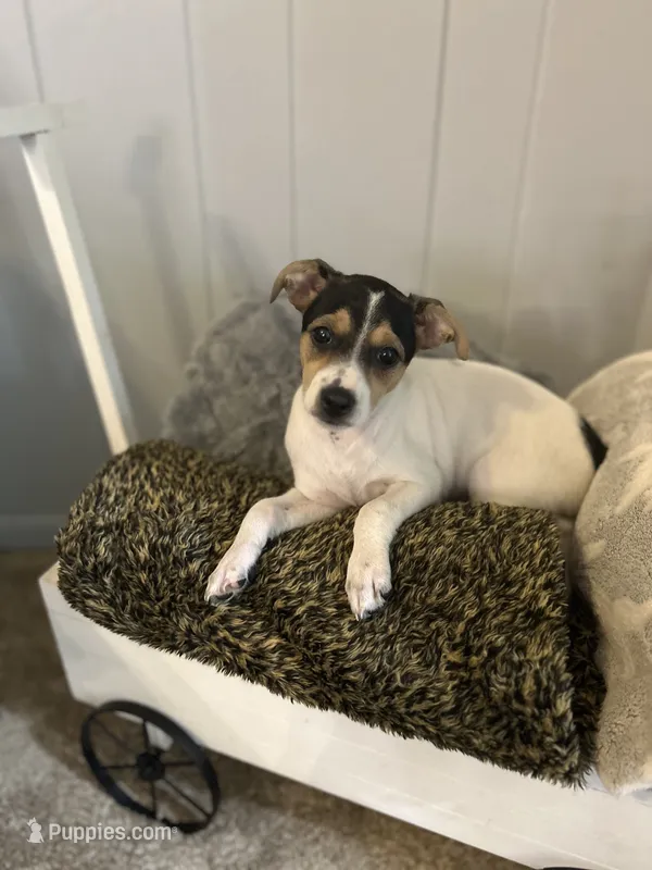 Betsy – Rat Terrier puppy for sale in Romeo, MI