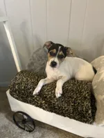 Betsy, a female Rat Terrier for sale in Romeo, MI – 1 of 5