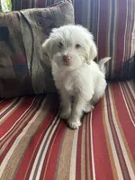 Kevin, a male Shih Tzu and Poodle - Miniature  for sale in Romeo, MI – 3 of 8