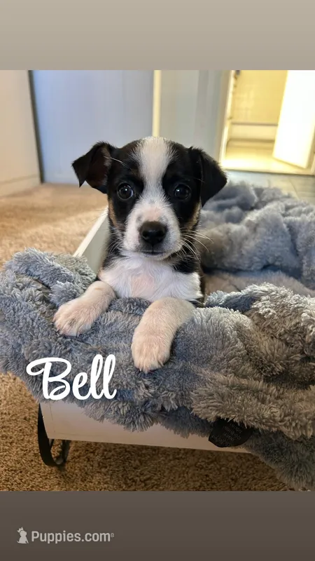 Bell – Jack Russell Terrier, Miniature Australian Shepherd puppy for sale in Romeo, MI