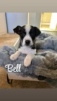 Bell, a female Jack Russell Terrier and Miniature Australian Shepherd for sale in Romeo, MI – Photo 1 of 2
