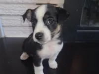 Bell, a female Jack Russell Terrier and Miniature Australian Shepherd for sale in Romeo, MI – Photo 2 of 2