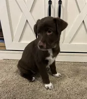 Monica, a female Australian Shepherd and Labrador Retriever for sale in Romeo, MI – 3 of 4