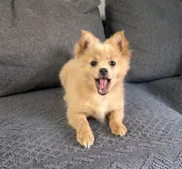 Tommy, a male Pomeranian for sale in Romeo, MI – 4 of 7