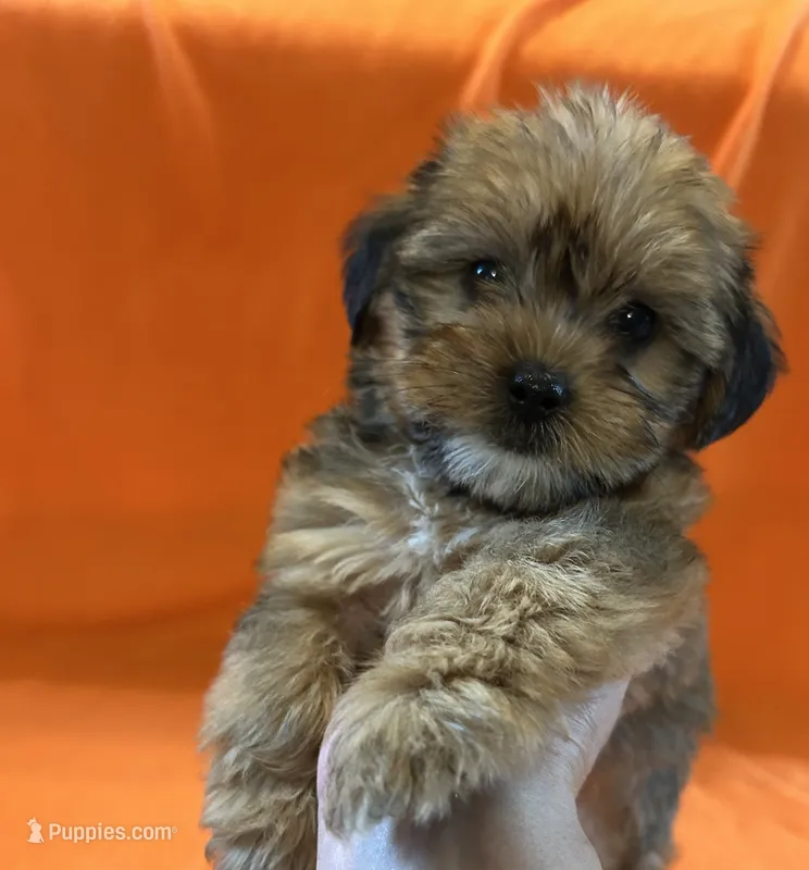 Lance – Shorkie puppy for sale in Romeo, MI