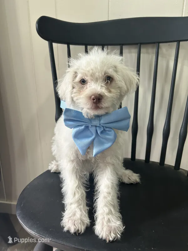 Nick – Shih Tzu, Poodle - Miniature  puppy for sale in Romeo, MI