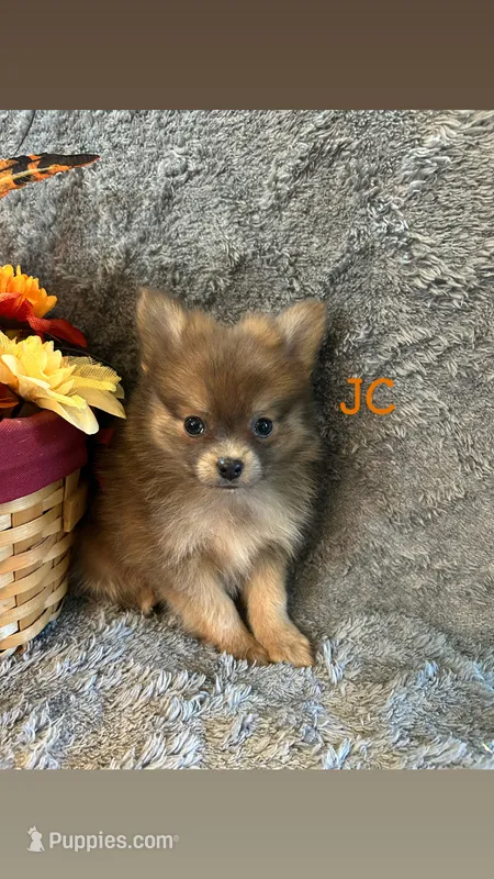 JC – Pomeranian puppy for sale in Romeo, MI