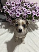 Howie, a male Miniature Australian Shepherd for sale in Romeo, MI – 3 of 3