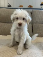 Kevin, a male Shih Tzu and Poodle - Miniature  for sale in Romeo, MI – 1 of 7