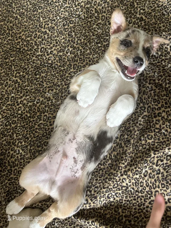 Howie – Miniature Australian Shepherd puppy for sale in Romeo, MI