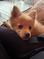Tommy, a male Pomeranian for sale in Romeo, MI – 6 of 7