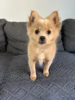Tommy, a male Pomeranian for sale in Romeo, MI – 3 of 7