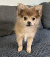 Jerry, a male Pomeranian for sale in Romeo, MI – 5 of 8