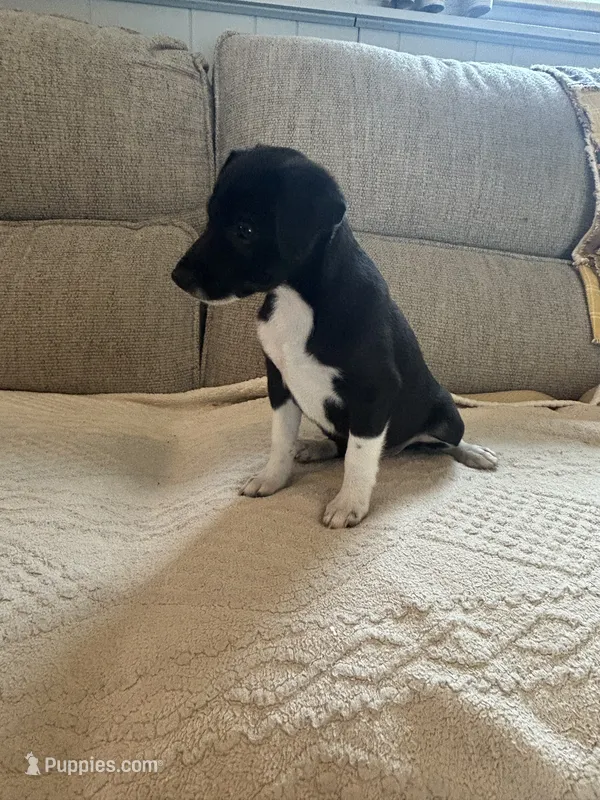 Goerge – Rat Terrier puppy for sale in Romeo, MI
