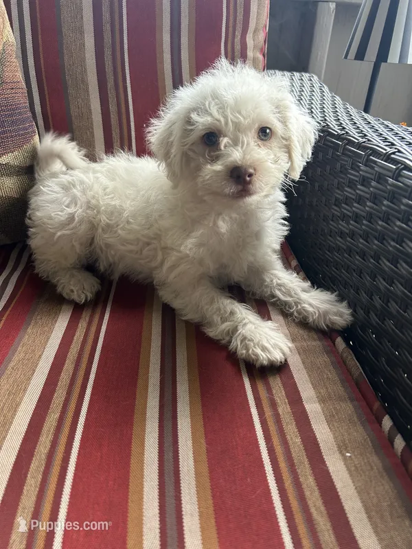 Nick – Shihpoo puppy for sale in Romeo, MI