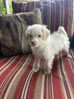 AJ, a male Shih Tzu and Poodle - Miniature  for sale in Romeo, MI – 7 of 8