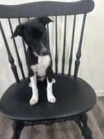Alex, a male Rat Terrier for sale in Romeo, MI – 4 of 8