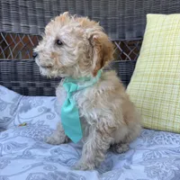 Honey, a male Poodle - Toy  for sale in Romeo, MI – 3 of 4