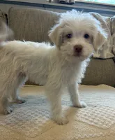 Kevin, a male Shih Tzu and Poodle - Miniature  for sale in Romeo, MI – 5 of 8