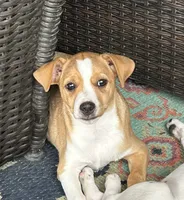 Thomas, a male Rat Terrier for sale in Romeo, MI – 4 of 5