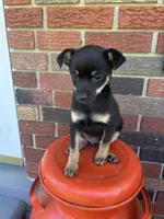 Jerry, a male Chihuahua for sale in Romeo, MI – 7 of 10