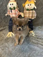 JC, a male Pomeranian for sale in Romeo, MI – 3 of 3