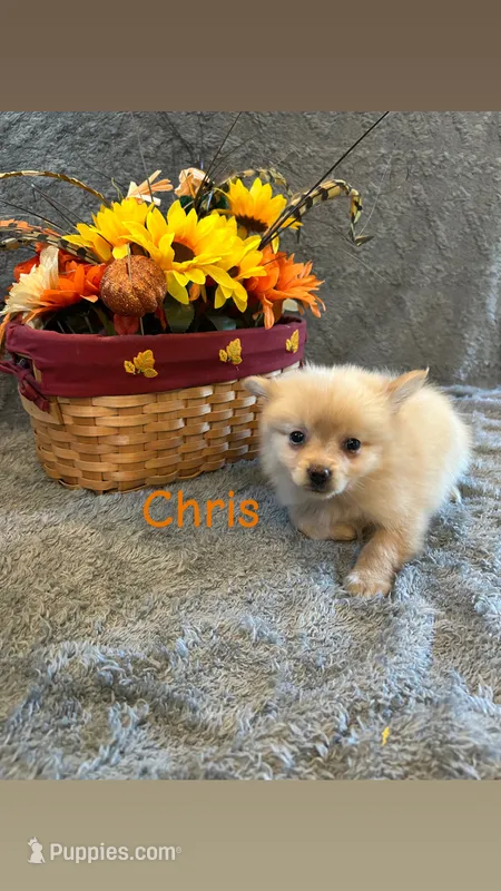 Chris – Pomeranian puppy for sale in Romeo, MI
