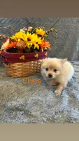 Chris, a male Pomeranian for sale in Romeo, MI – 1 of 2