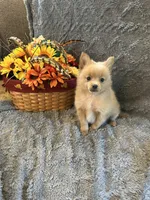 Joey, a male Pomeranian for sale in Romeo, MI – 2 of 2