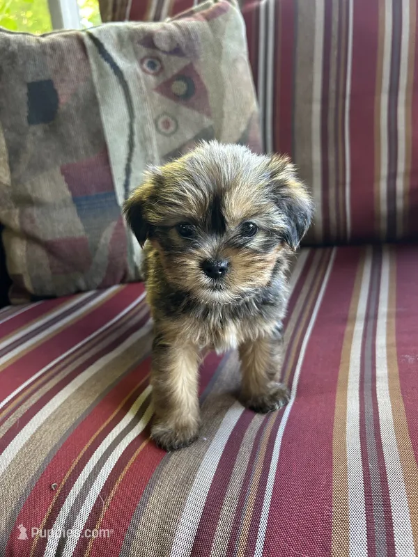 Justin – Shih Tzu, Yorkshire Terrier puppy for sale in Romeo, MI