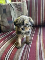 Justin, a male Shih Tzu and Yorkshire Terrier for sale in Romeo, MI – 3 of 6