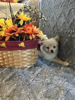 Chris, a male Pomeranian for sale in Romeo, MI – 2 of 2