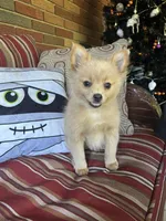 Joey, a male Pomeranian for sale in Romeo, MI – 5 of 5