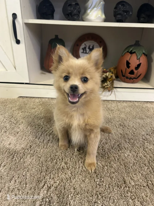 Joey – Pomeranian puppy for sale in Romeo, MI
