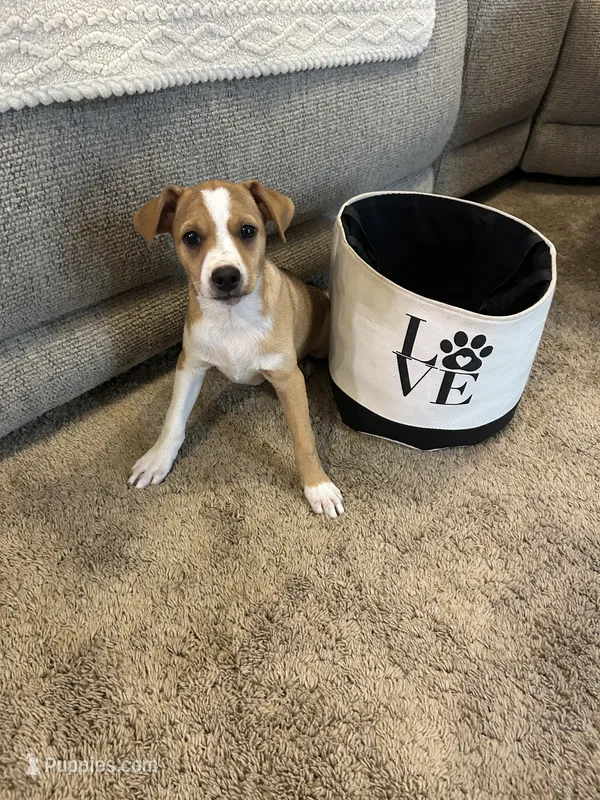 Johnny – Rat Terrier puppy for sale in Romeo, MI