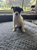 Tom, a male Chihuahua for sale in Romeo, MI – 3 of 4