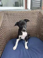 Alex, a male Rat Terrier for sale in Romeo, MI – 3 of 8