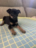 Jerry, a male Chihuahua for sale in Romeo, MI – 4 of 5