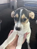 Betsy, a female Rat Terrier for sale in Romeo, MI – 5 of 7