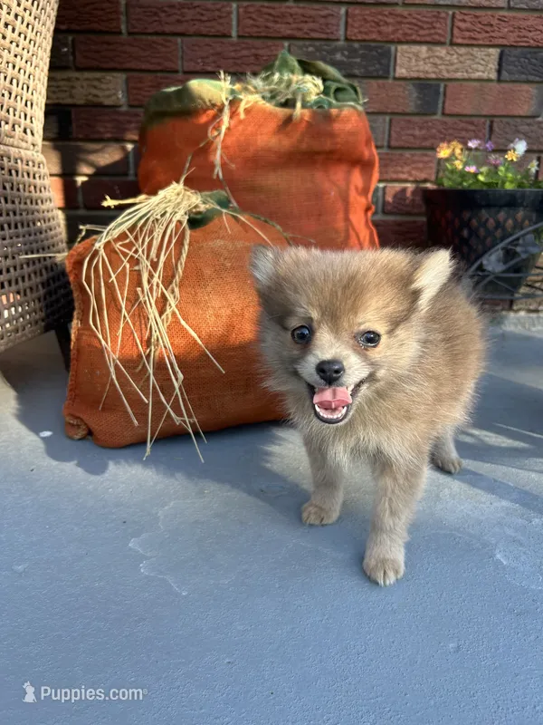 JC – Pomeranian puppy for sale in Romeo, MI