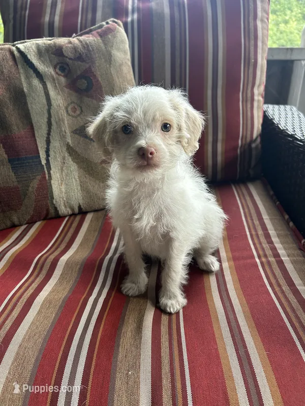 AJ – Shihpoo puppy for sale in Romeo, MI