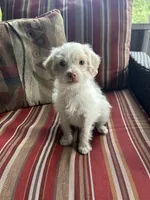 AJ, a male Shih Tzu and Poodle - Miniature  for sale in Romeo, MI – 3 of 7