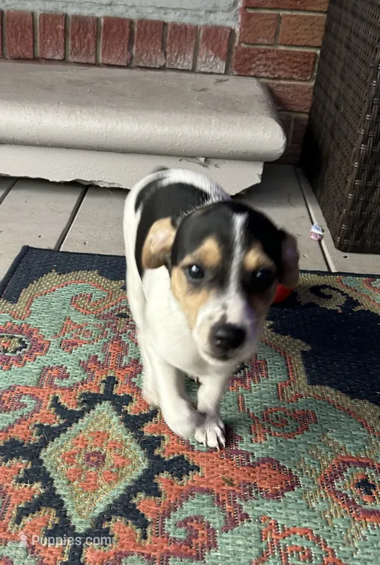 Betsy – Rat Terrier puppy for sale in Romeo, MI