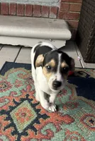 Betsy, a female Rat Terrier for sale in Romeo, MI – 1 of 7