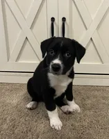 Rip, a male Australian Shepherd and Labrador Retriever for sale in Romeo, MI – 2 of 3