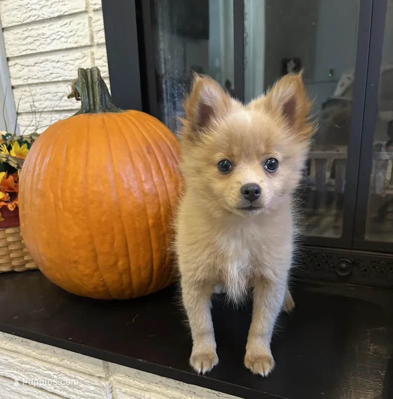 Joey – Pomeranian puppy for sale in Romeo, MI