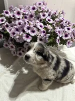 Mandy, a female Miniature Australian Shepherd for sale in Romeo, MI – 3 of 3