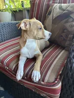 Johnny, a male Rat Terrier for sale in Romeo, MI – 4 of 8